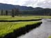 yellowstone-creek-bison