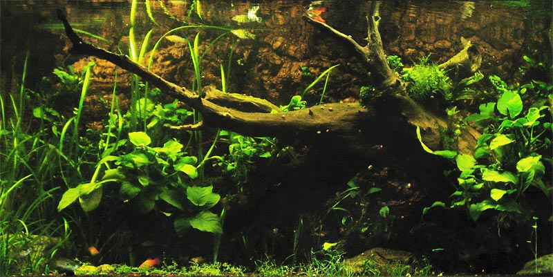 168 gallon tank