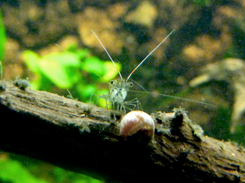grass shrimp