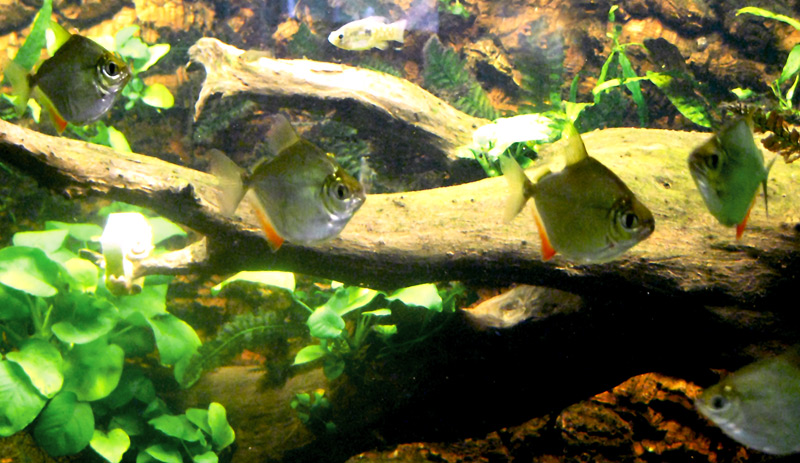 silver-dollar fish