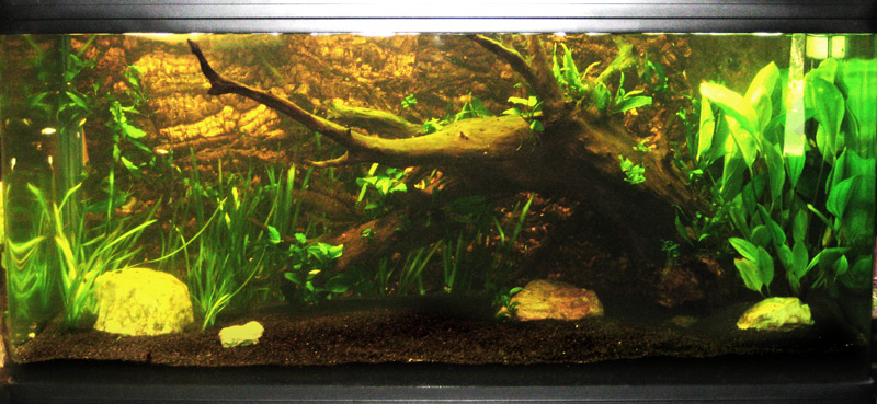 168 gallon tank