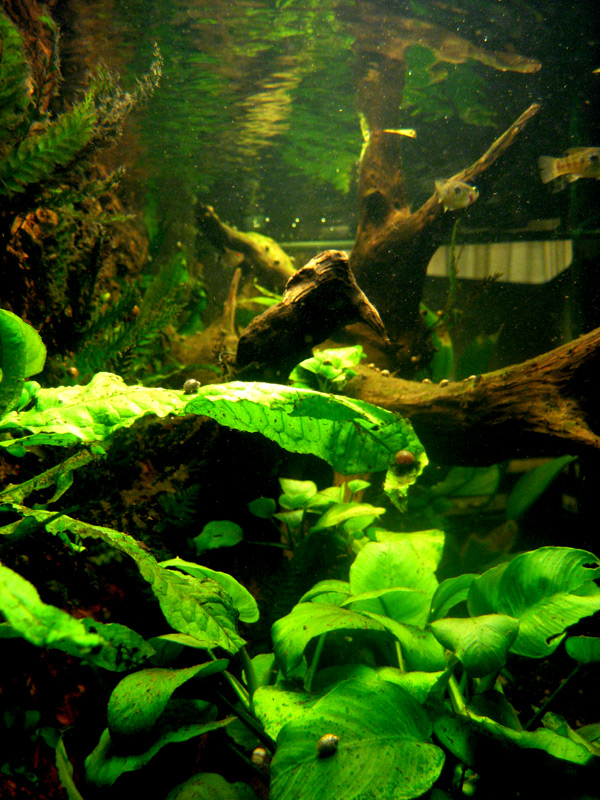 168 gallon tank