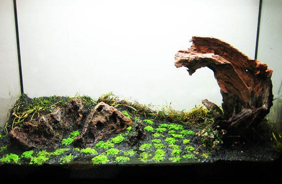 33 gallon tank DSM
