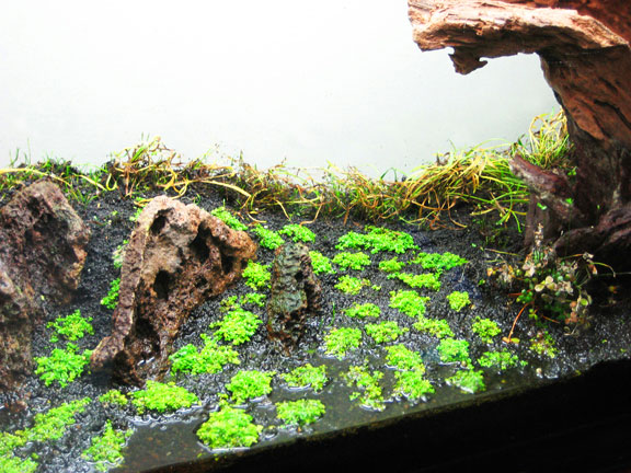 33 gallon tank DSM middle