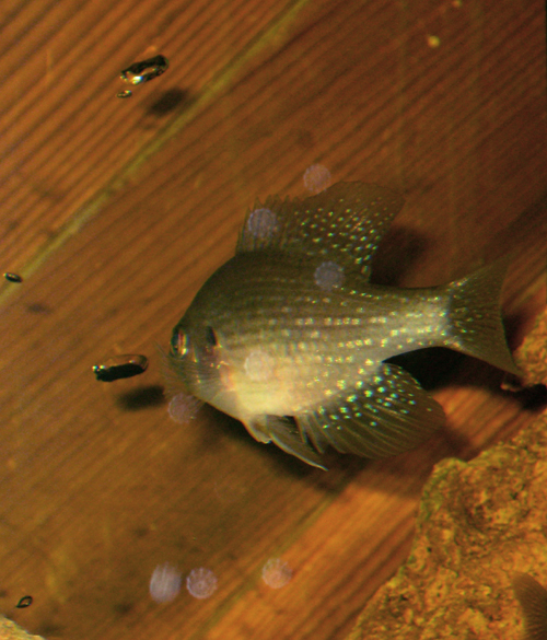 bluespotted sunfish