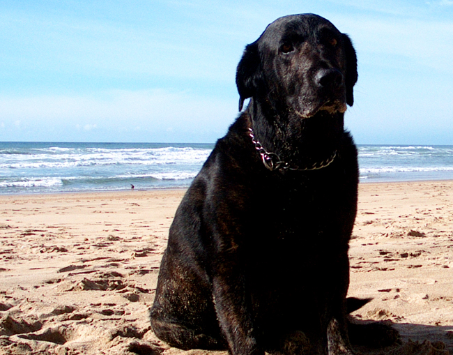 chet the dog beach