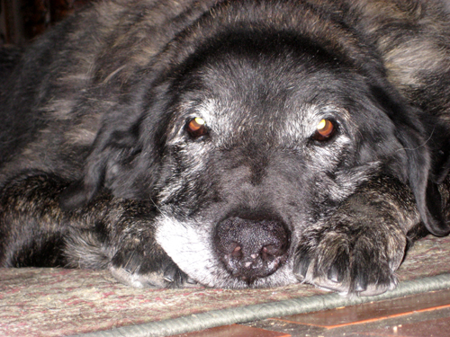 chet the dog