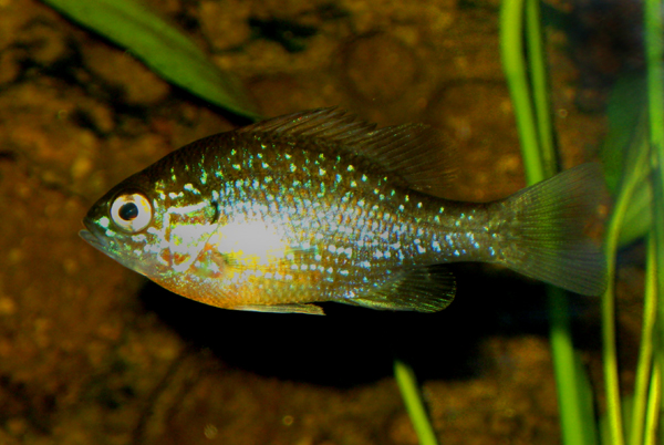 Western Dollar Sunfish