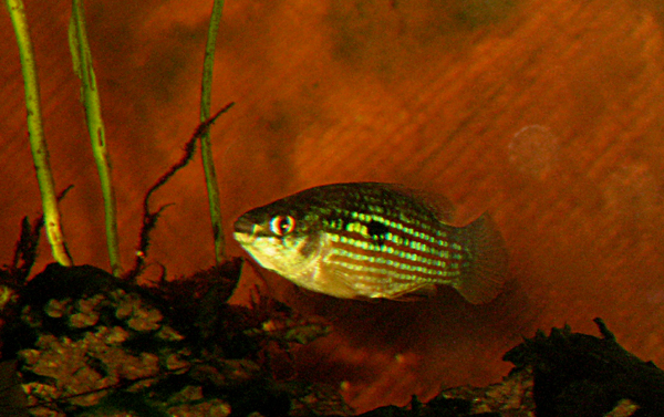 American Flagfish