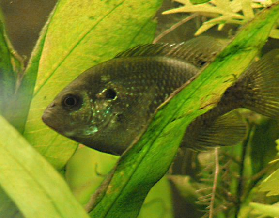 bantam sunfish
