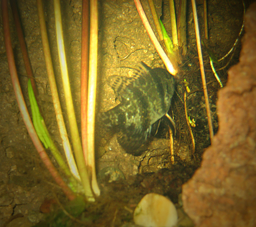 Black banded sunfish
