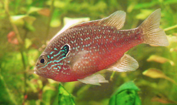 western dollar sunfish