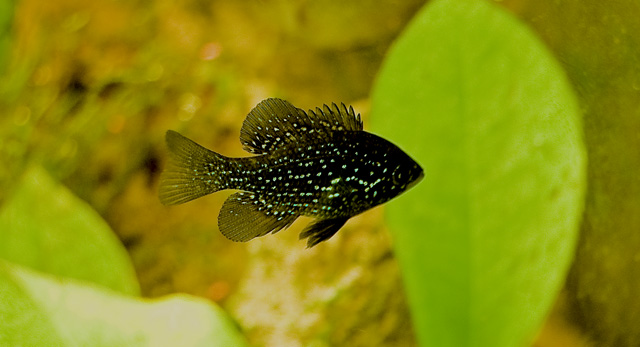 Bluespotted sunfish