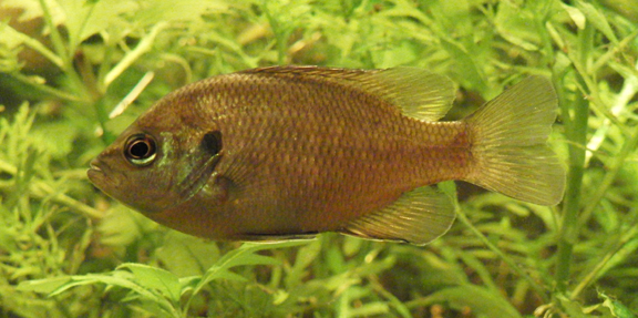 redspotted sunfish