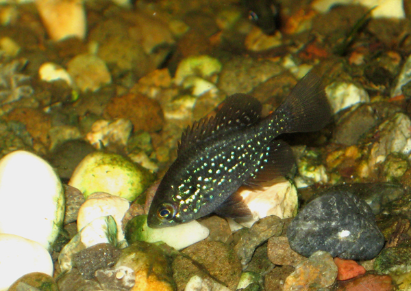Bluespotted sunfish