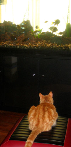 woody the cat