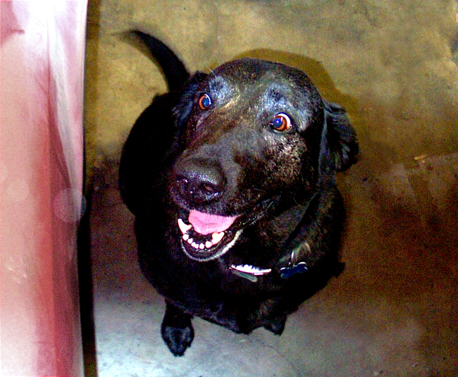 Chet the dog