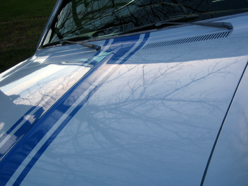 $50 dollar paint 6 mos old2