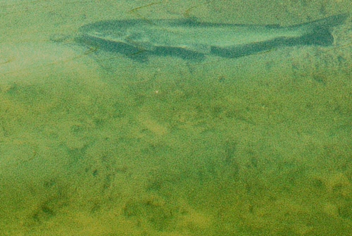 catfish