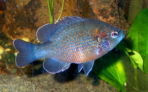 redspotted sunfish