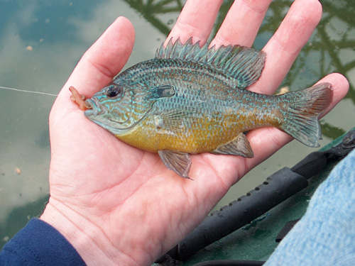Longear Sunfish
