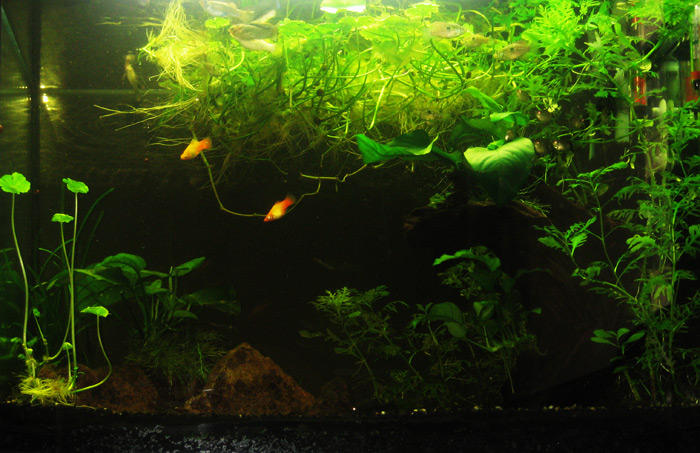 33gtank