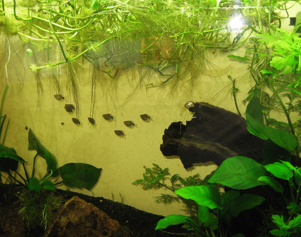 tetras