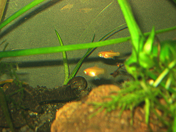 platys